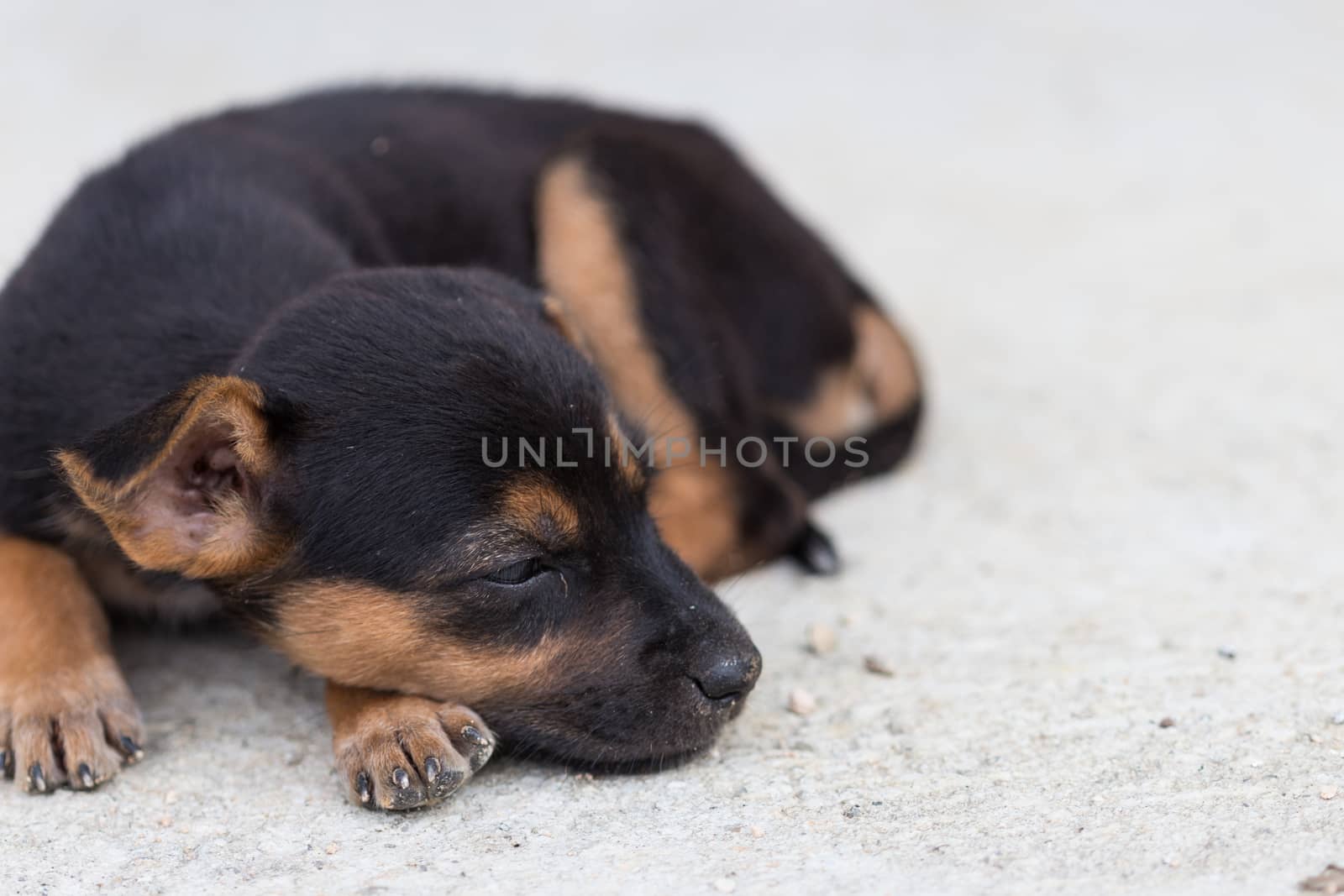 close up squalid young baby dog by blackzheep