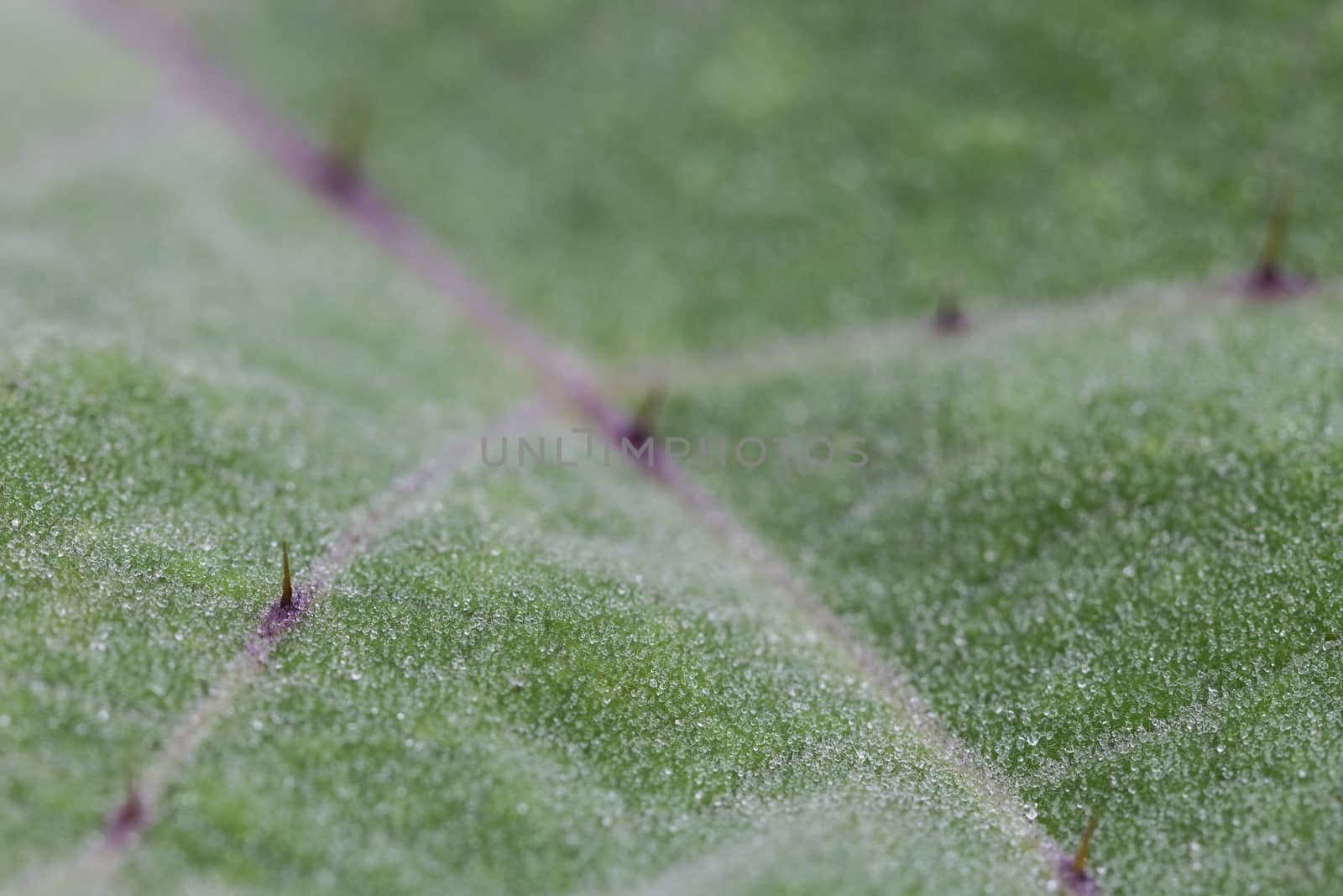 dew drop on eggplant leaf, water drop