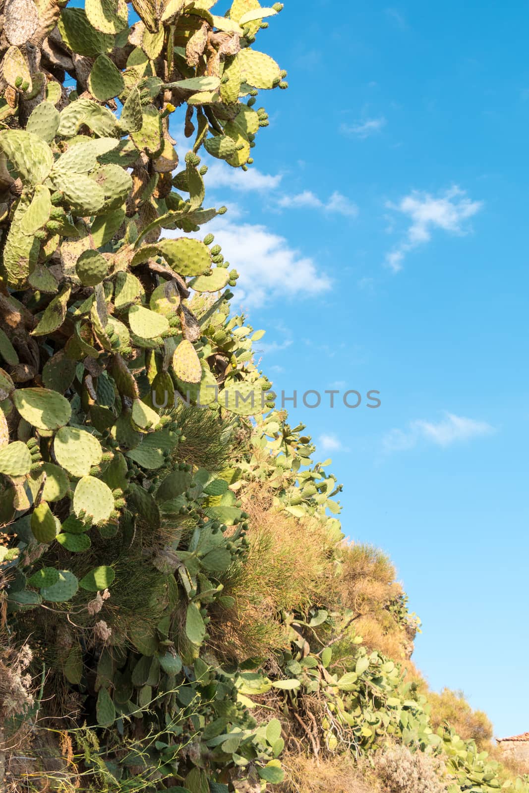 Prickly Pear on a green plants with thorns
