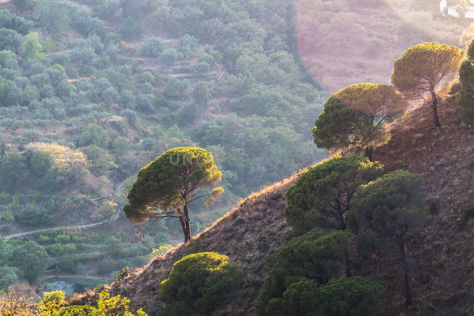 Trees on steep hill in Sicilian outback