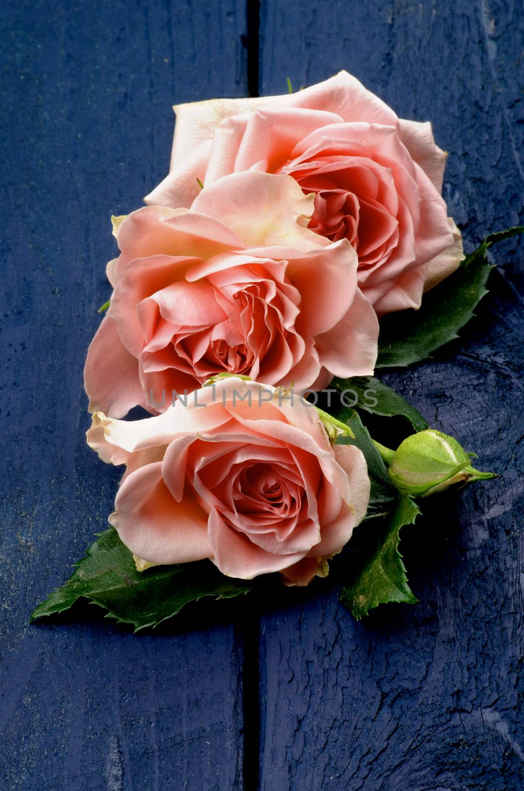 Three Beauty Pink Roses with Leafs and Bud In a Row on Dark Blue Wooden background 