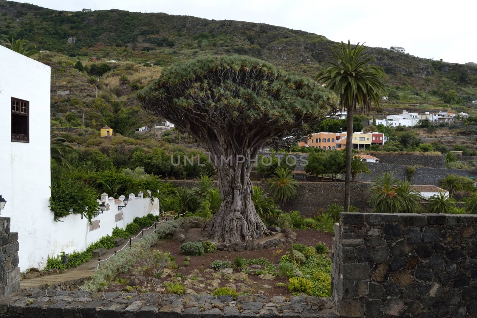 milenarian Dragon tree, Icod de los vinos by ncuisinier