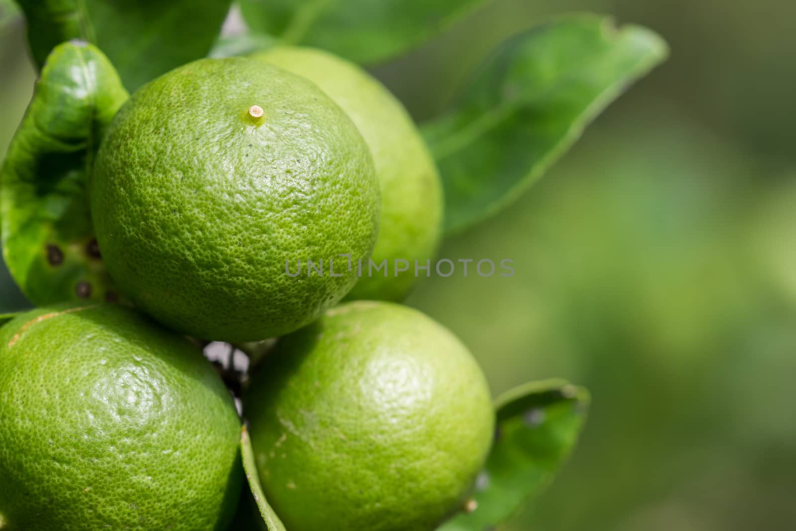 close up green lemon by blackzheep