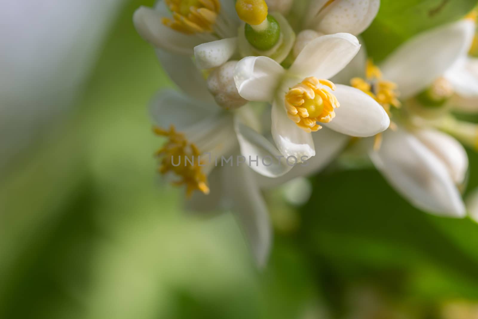 close up blossom flower of lemon