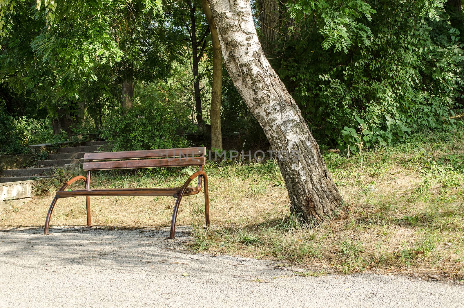 old park bench and tree summer day