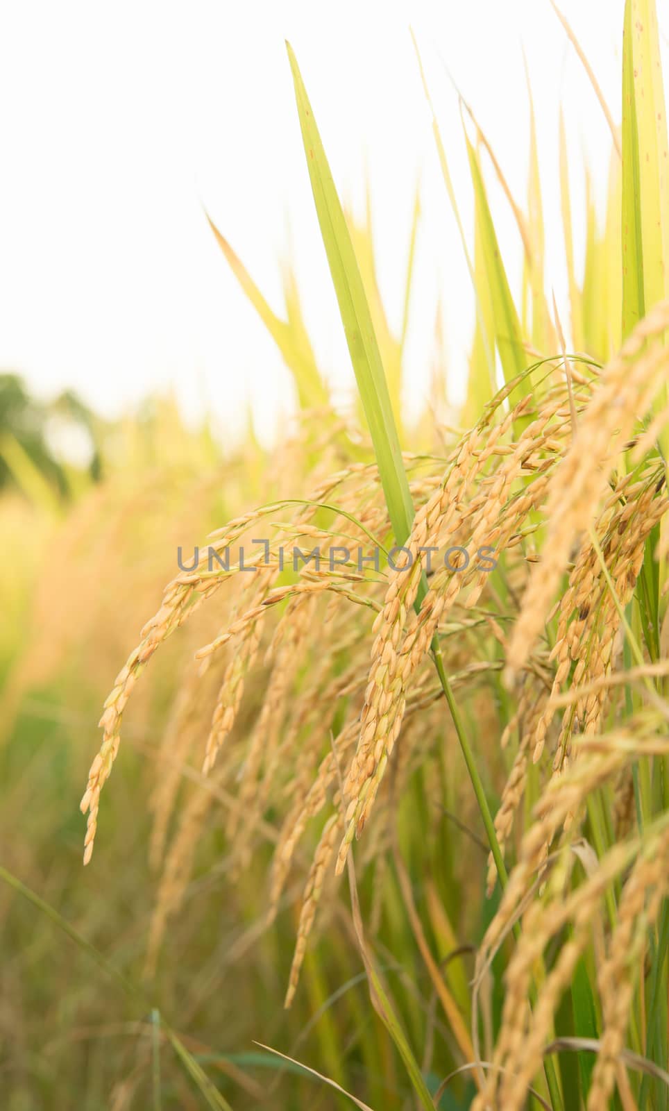 rice field in thailand by anankkml