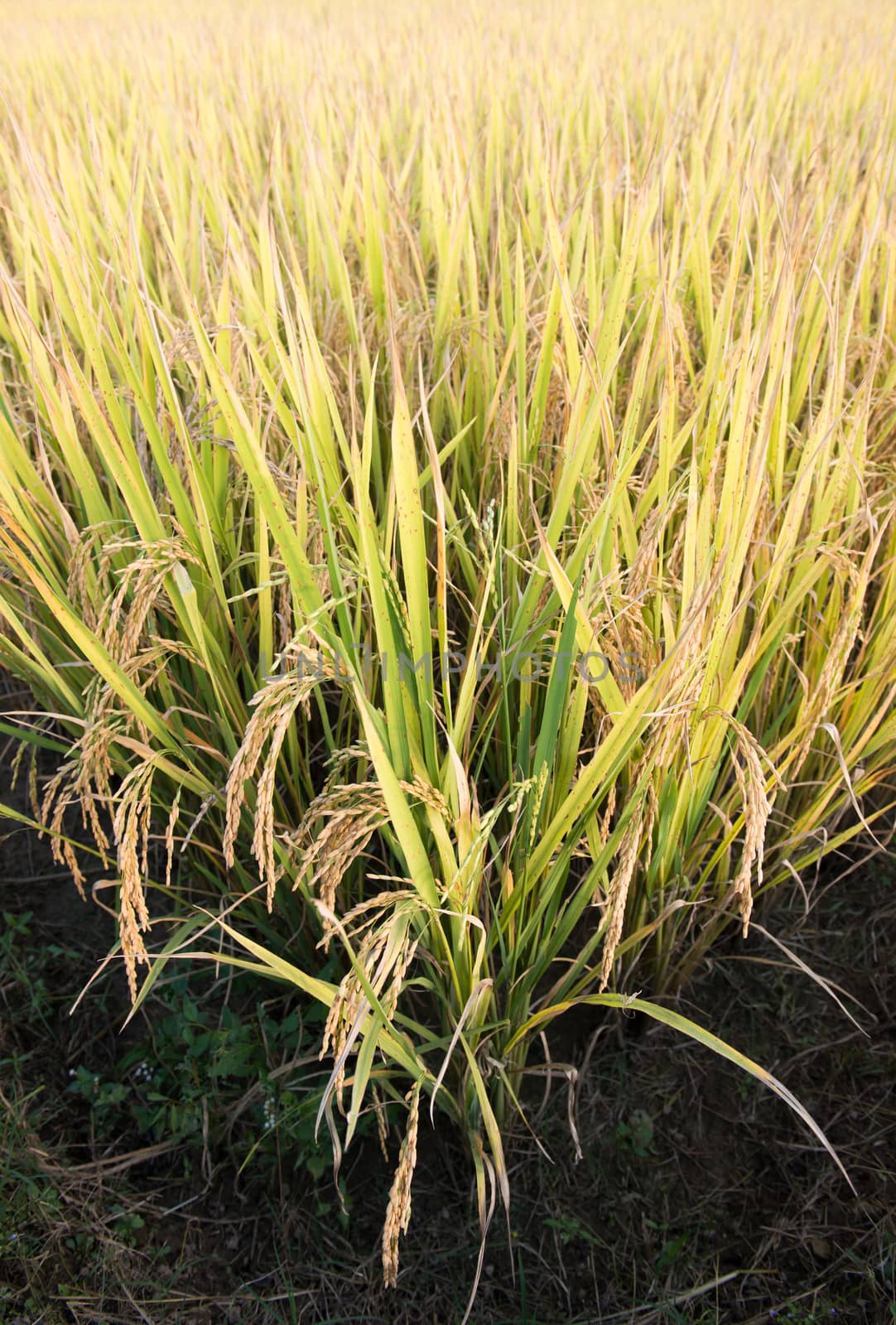 rice field in northern thailand