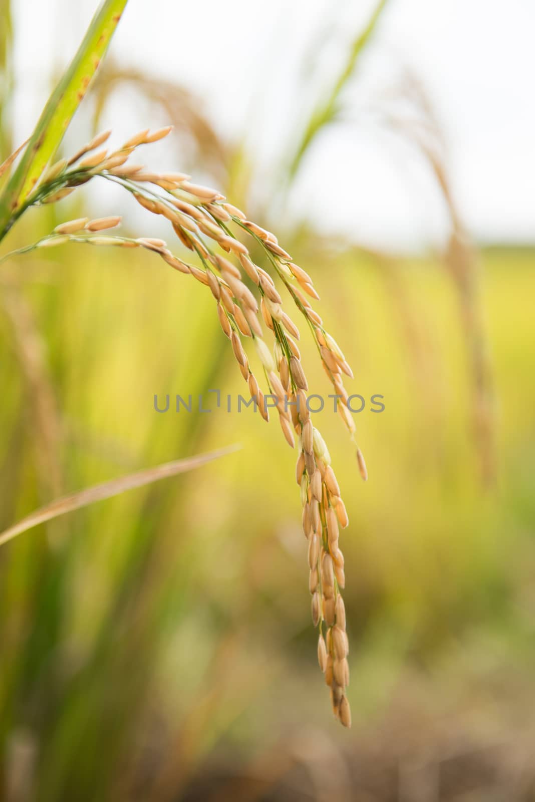 rice field in northern thailand