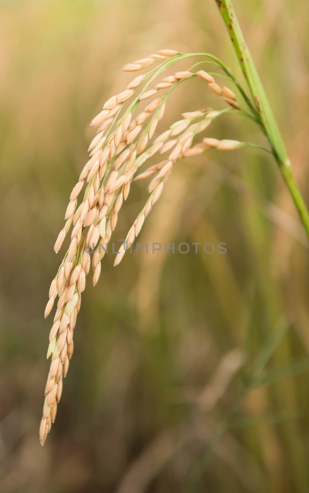 rice field in thailand by anankkml