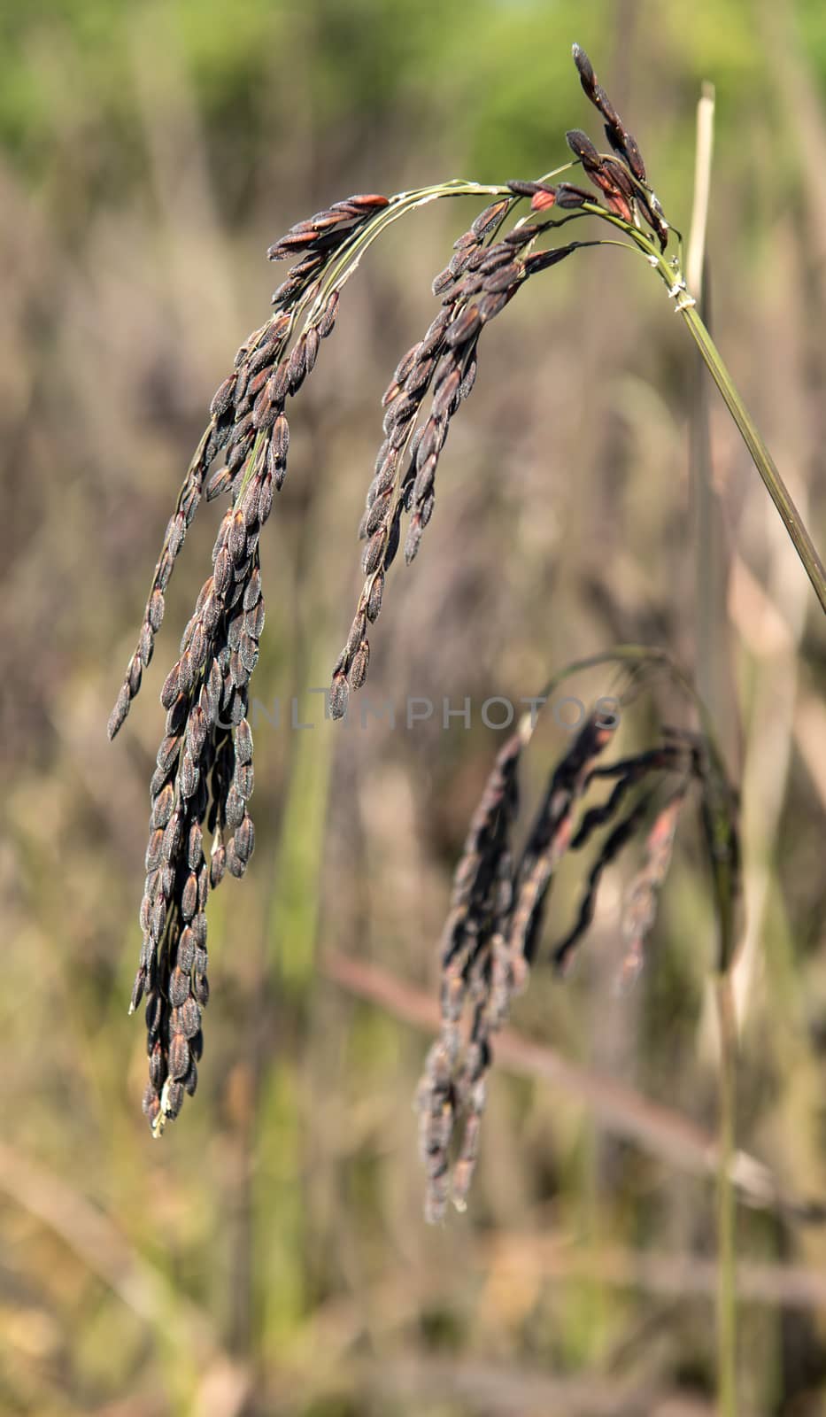 rice field in northern thailand