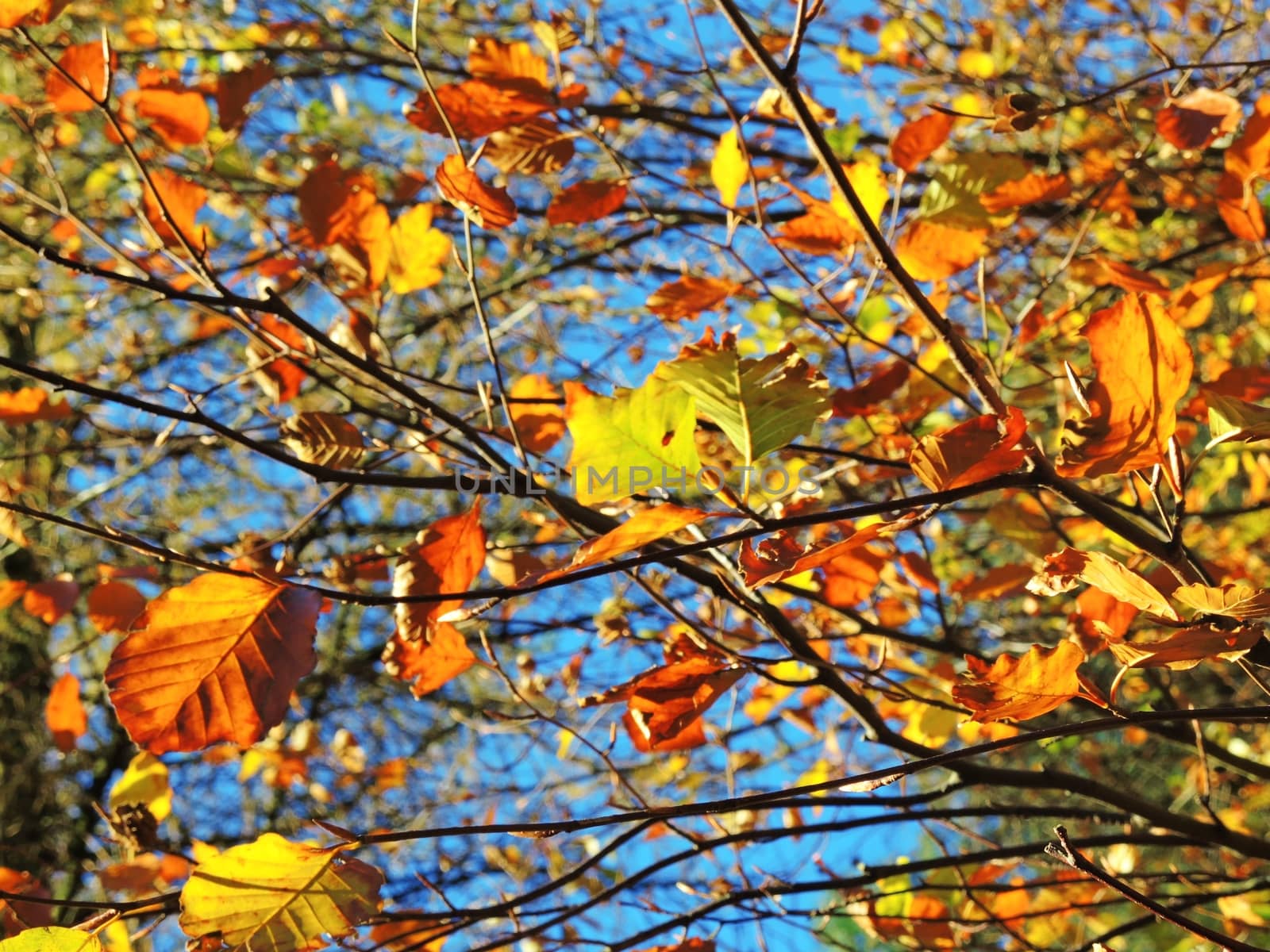 A close-up image of colourful Autumn leaves.