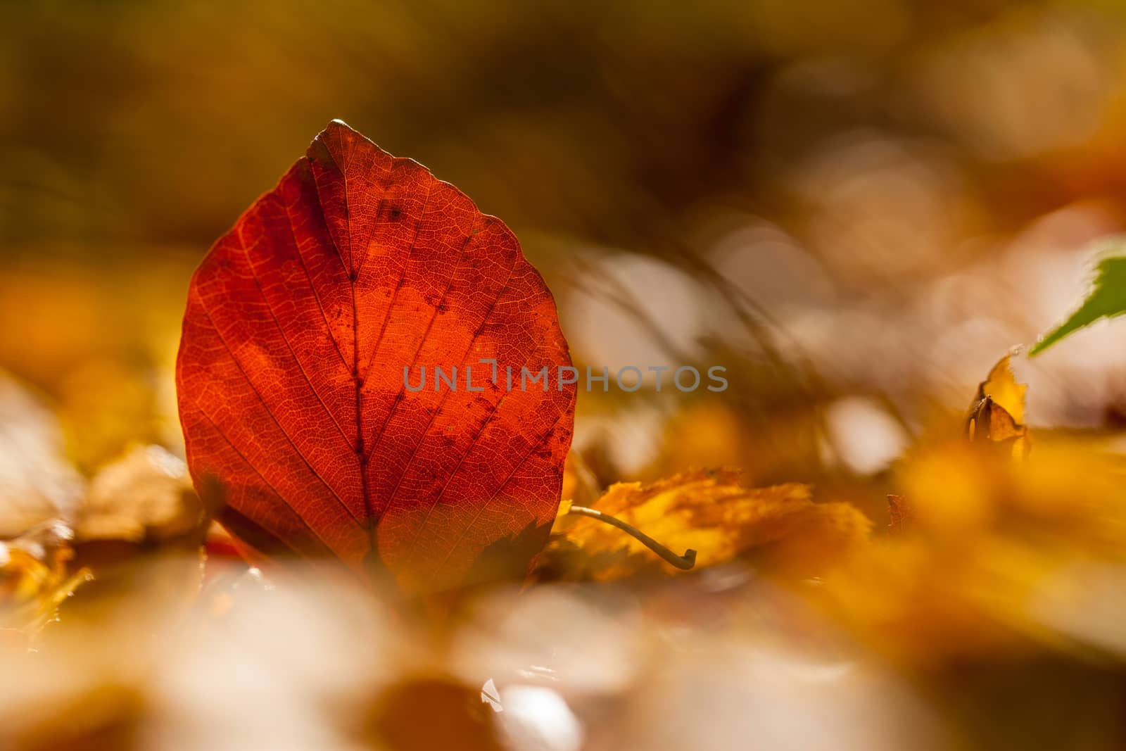 Colorful autumn leaves texture background