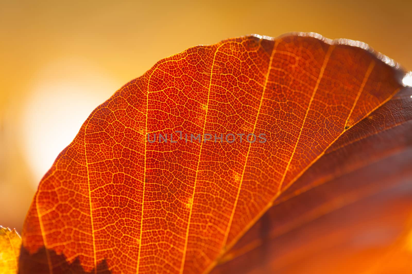 Colorful autumn leaves texture background