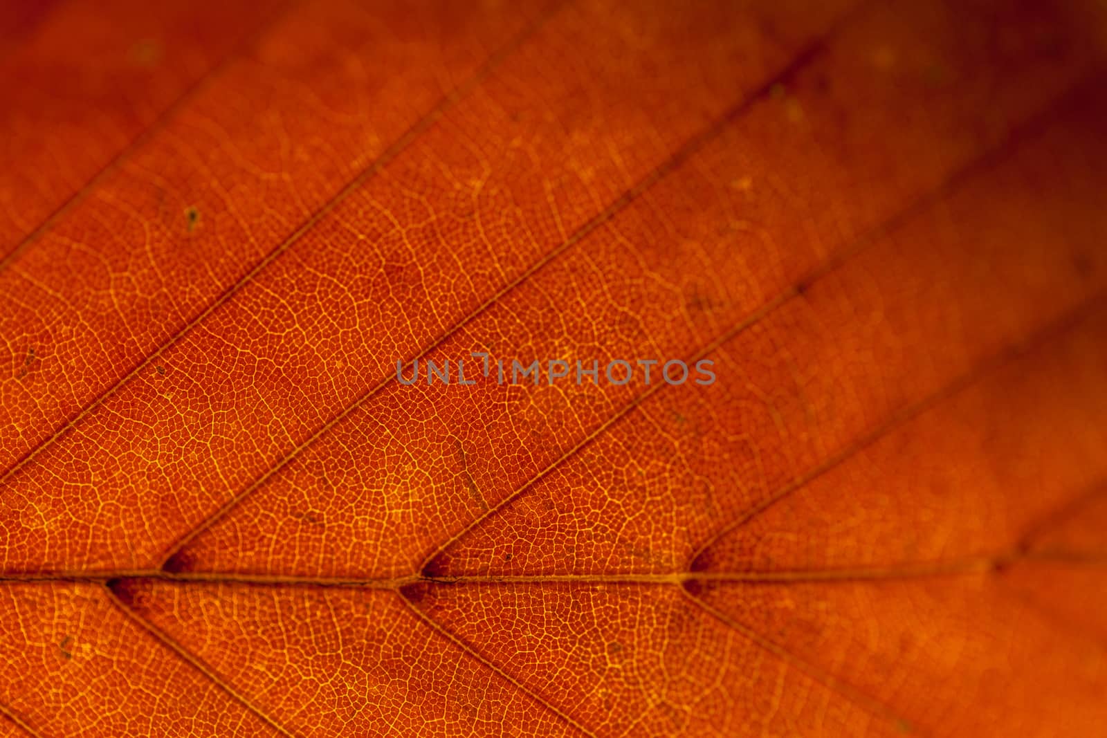 Colorful autumn leaves texture background