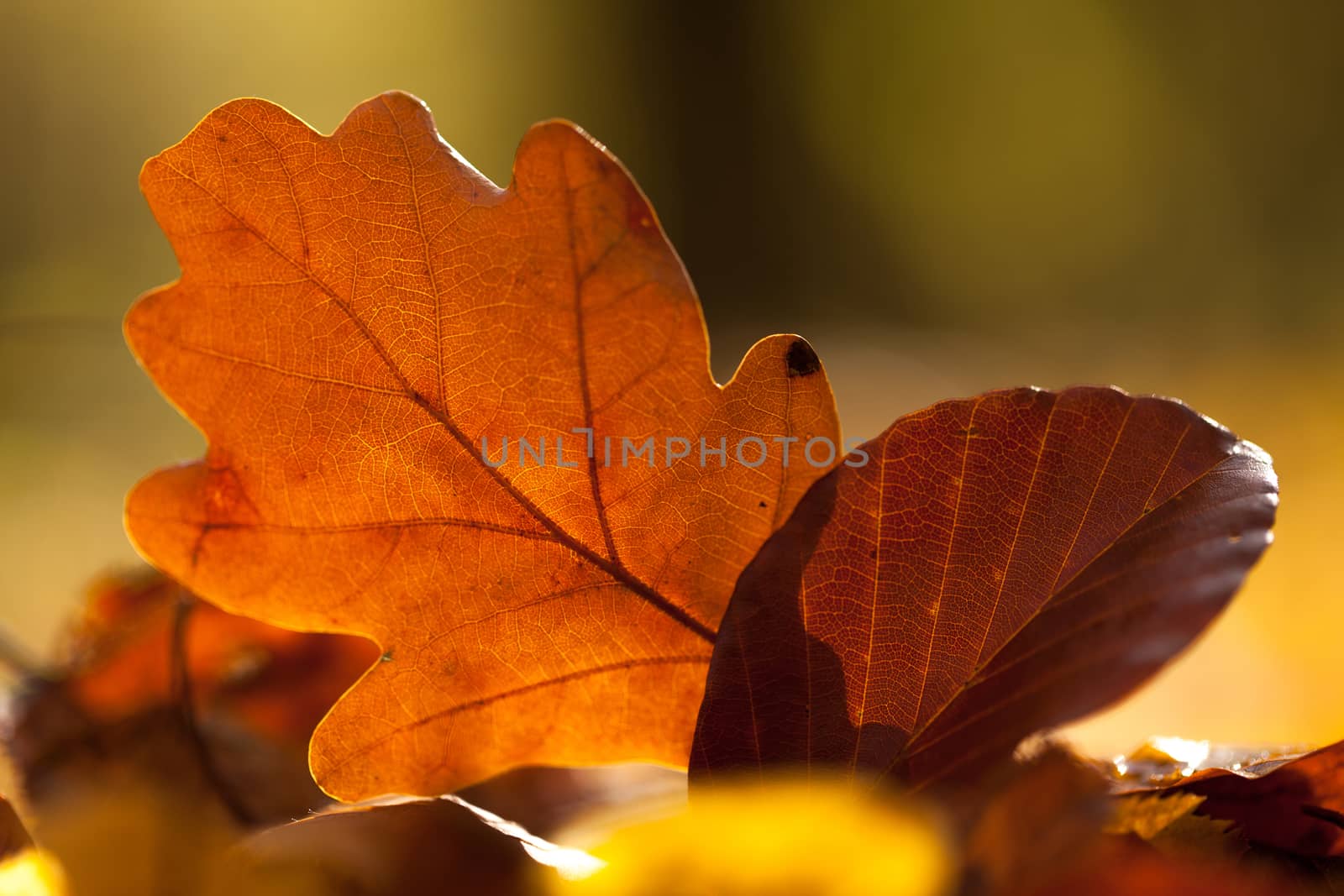 Autumn leaves by igor_stramyk