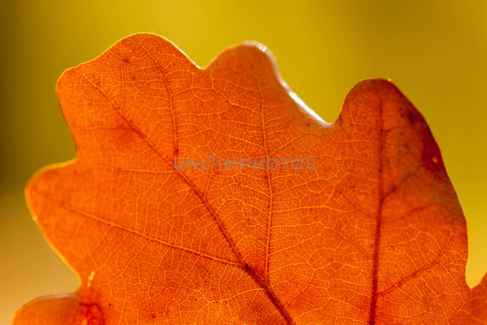 Colorful autumn leaves texture background