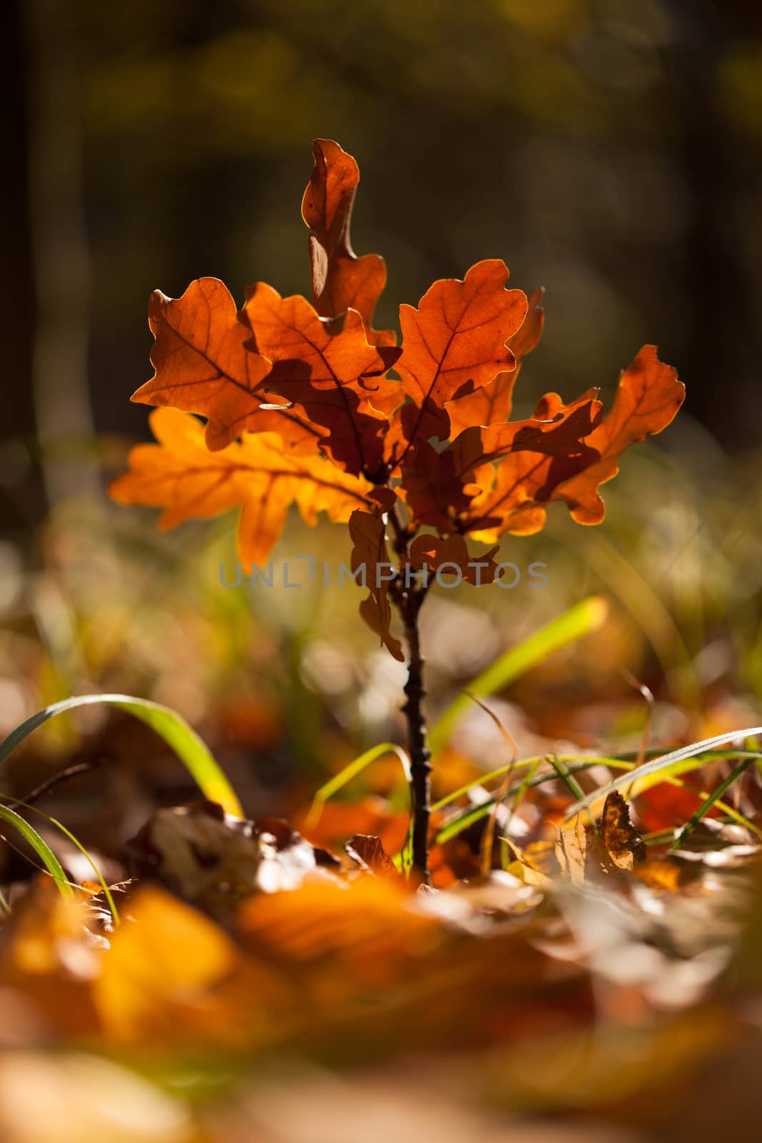 Autumn leaves by igor_stramyk