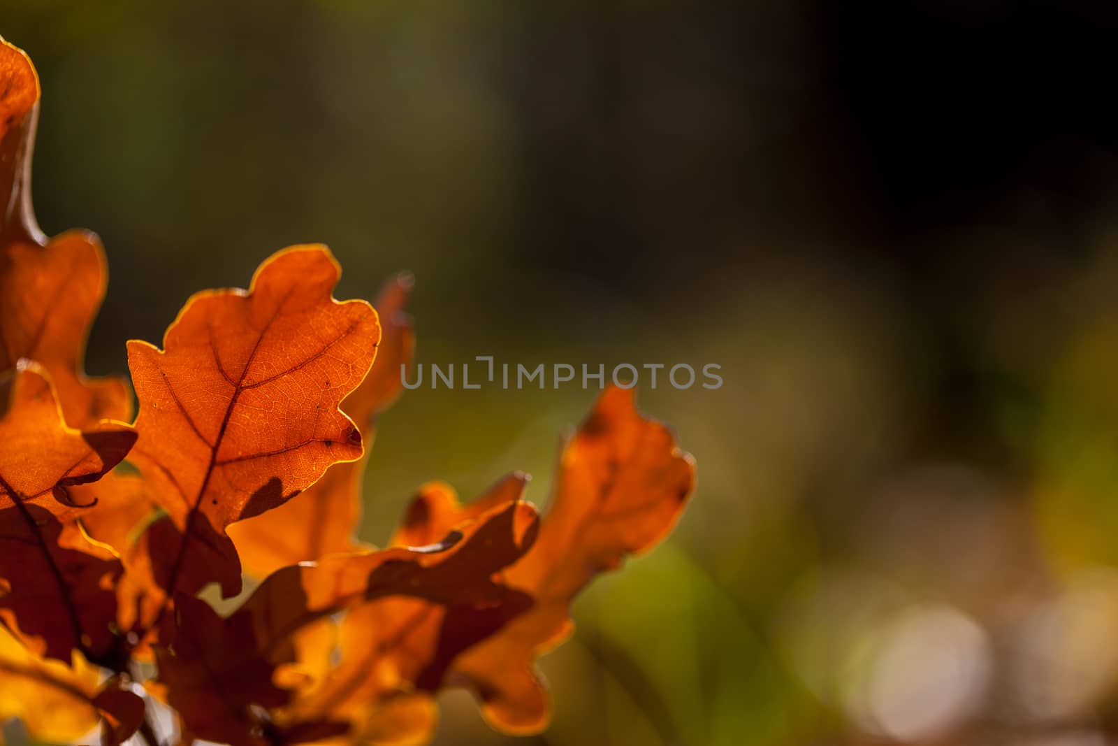 Colorful autumn leaves texture background