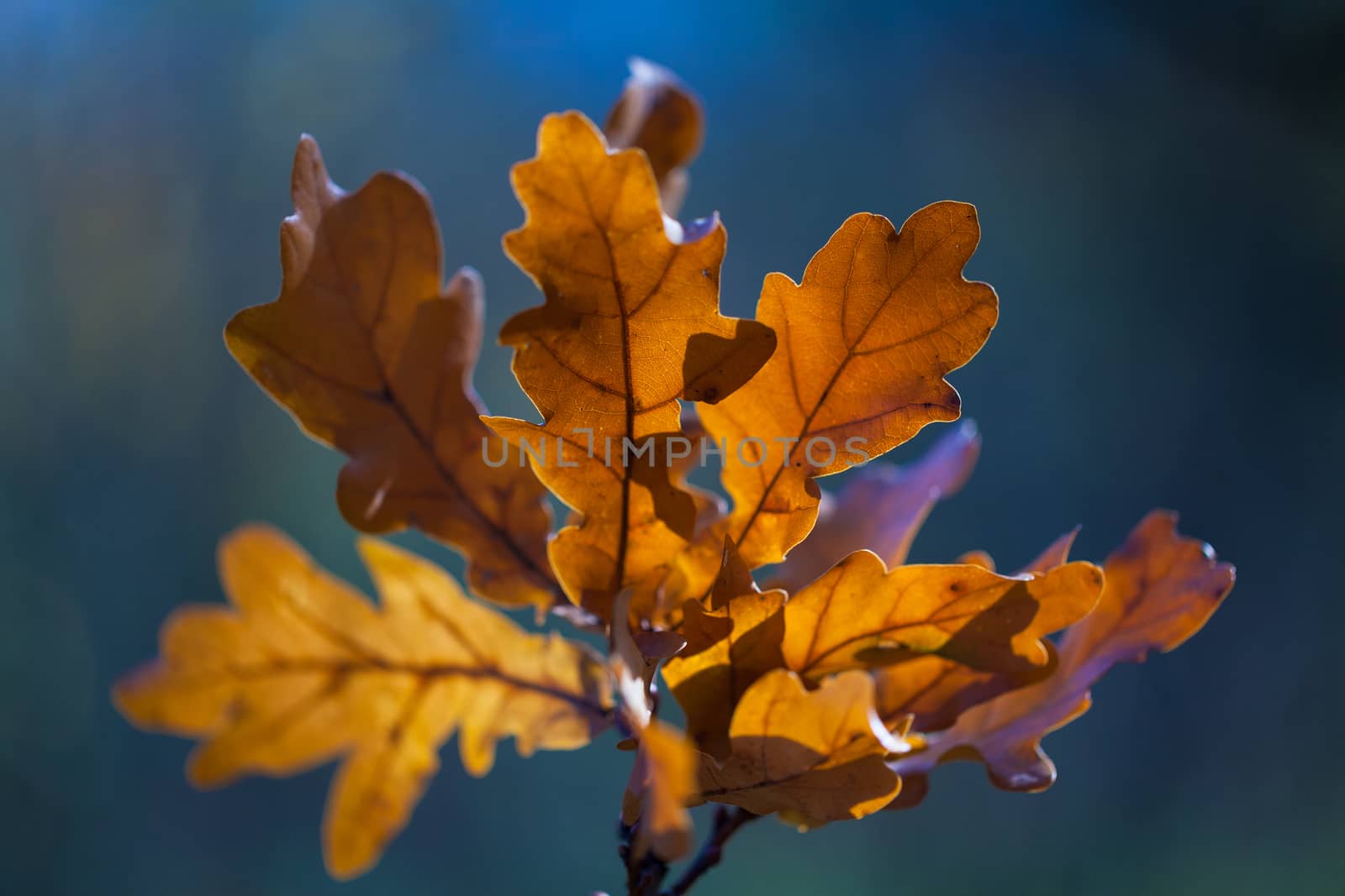 Colorful autumn leaves texture background