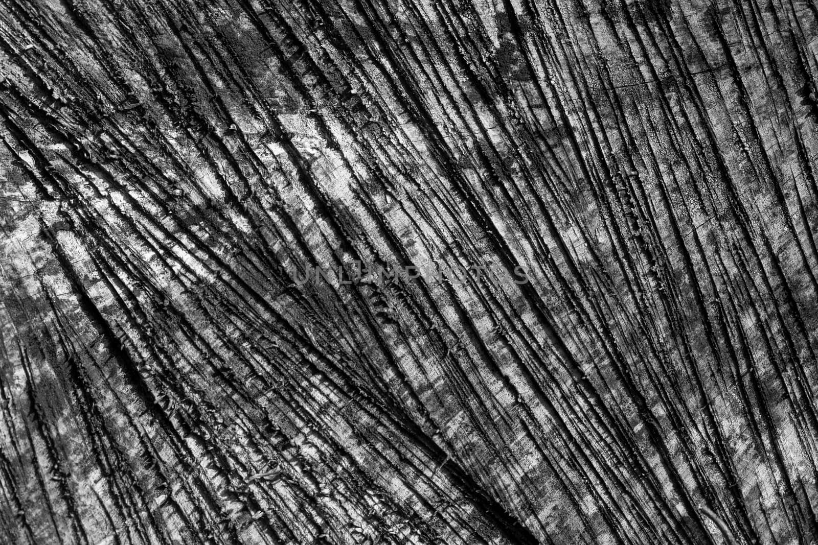 Black and white wood texture grunge background