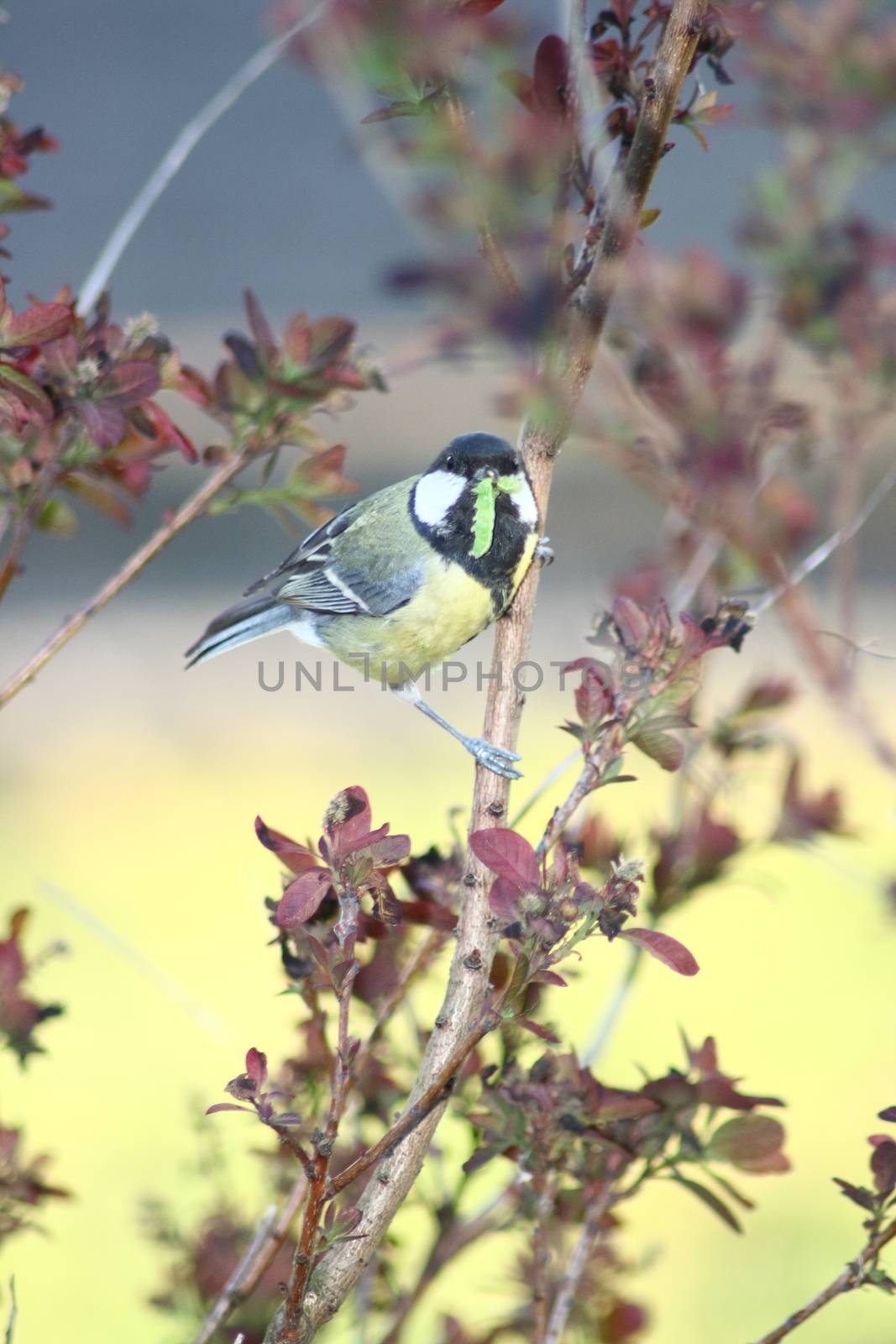 a great tit (Parus major), when foraging