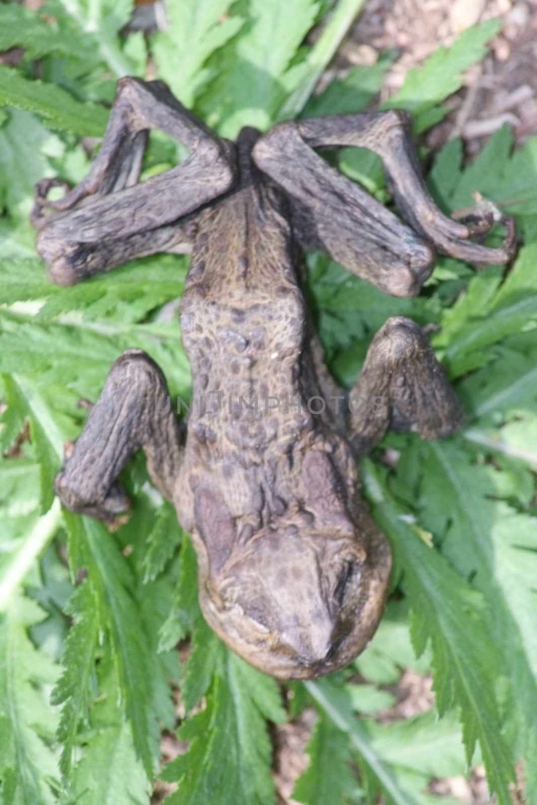 The desiccated remains of a dead frog