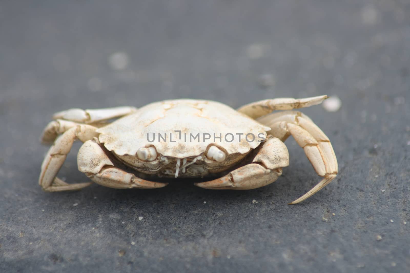 Close-up of a dead beach crab (Carcinus maenas)