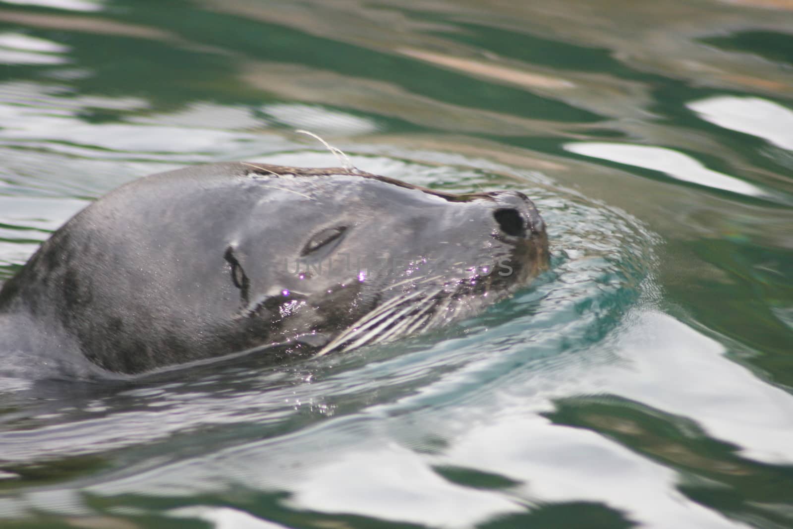 Detail view of a floating seal (Phoca vitulina)