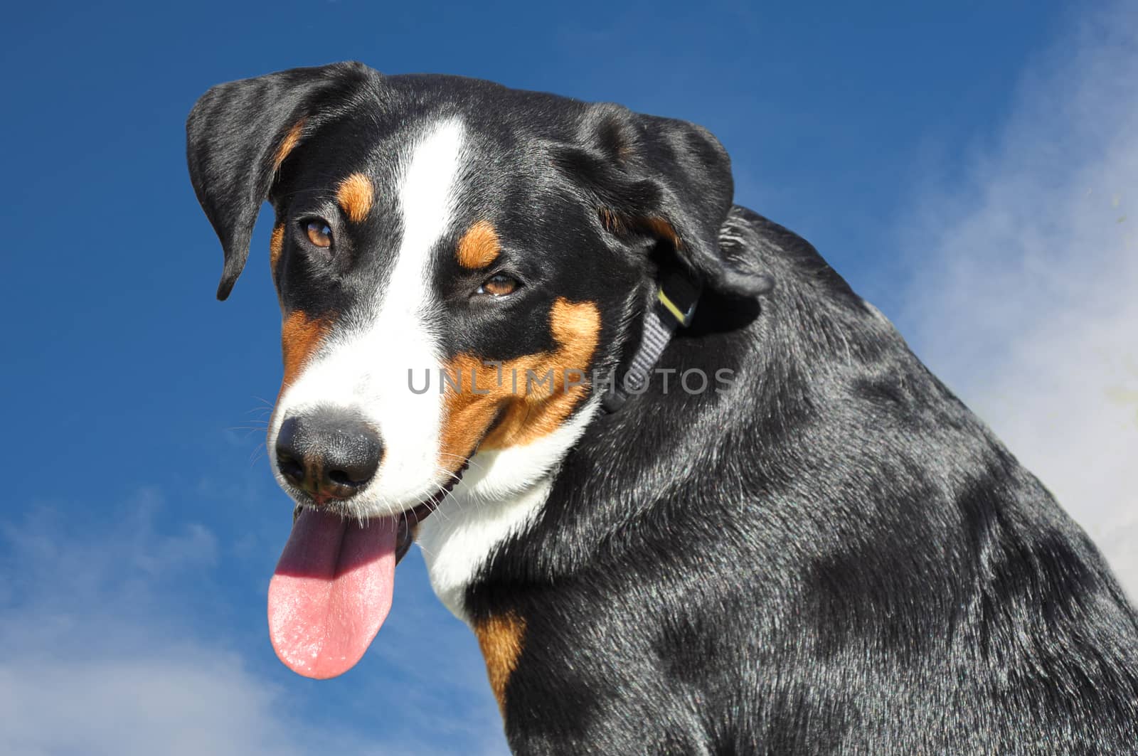 appenzell cattle dog against the blue sky