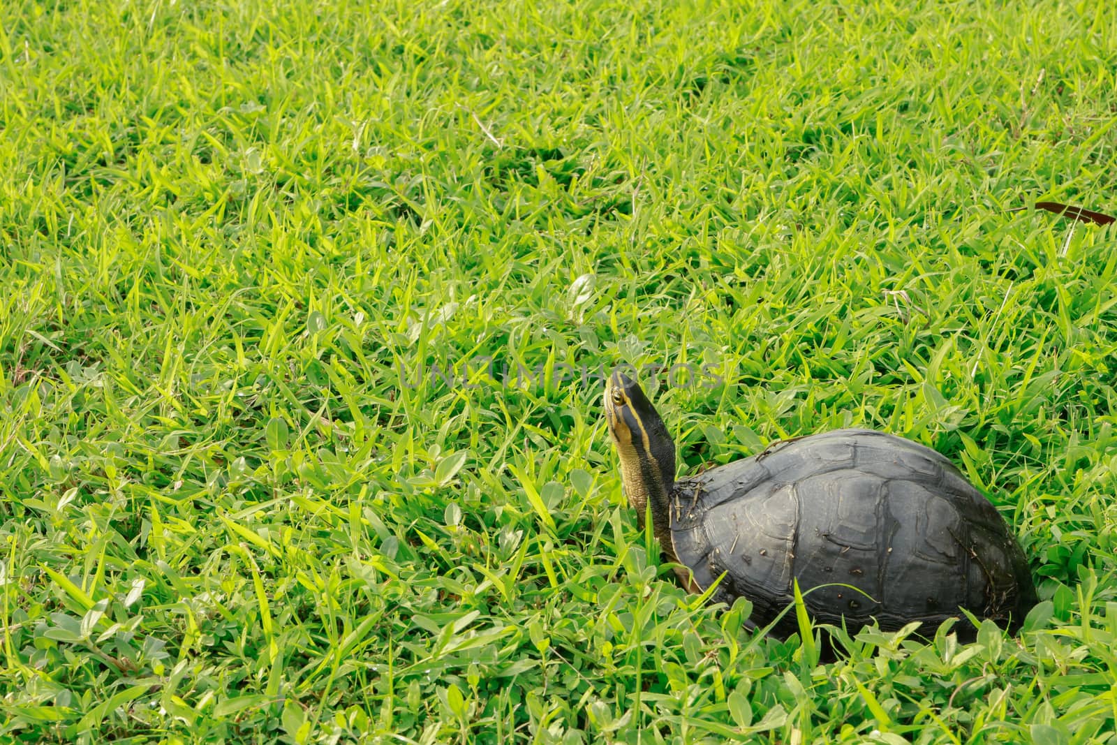 wildlife turtle on green grass by blackzheep