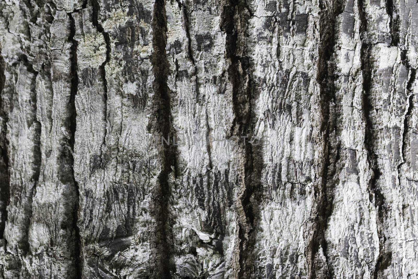 Old brown wood tree texture background pattern, bark texture