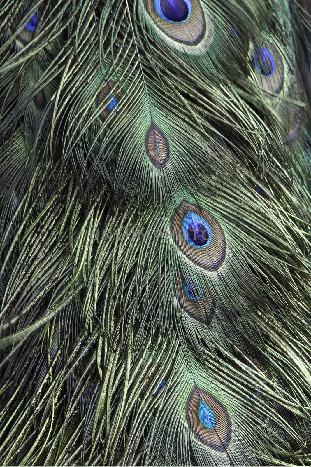 Green and blue bird plumage, green peacock feathers, texture background