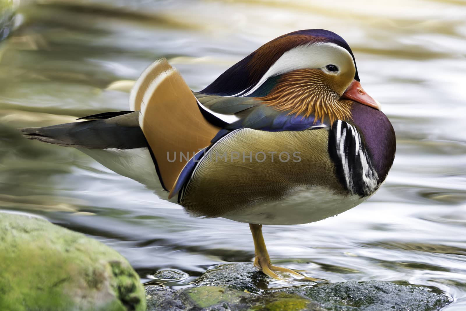 Beautiful male duck, Mandarin Duck (Aix galericulata)