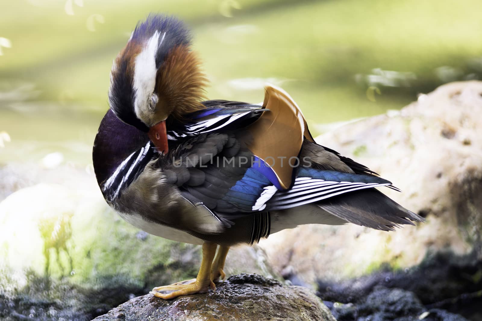 Beautiful male duck, Mandarin Duck (Aix galericulata)