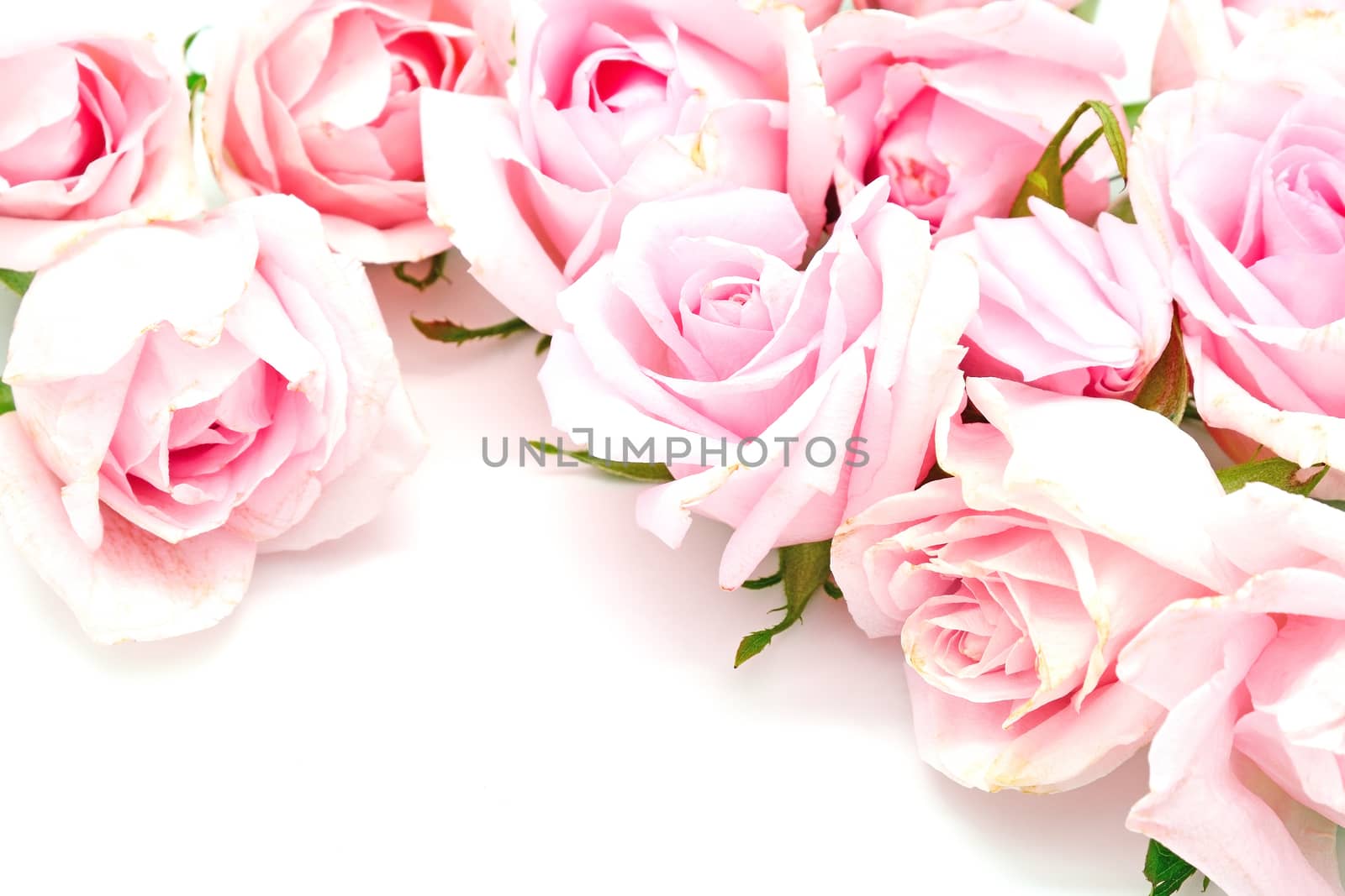 Beautiful pink rose isolated on white background