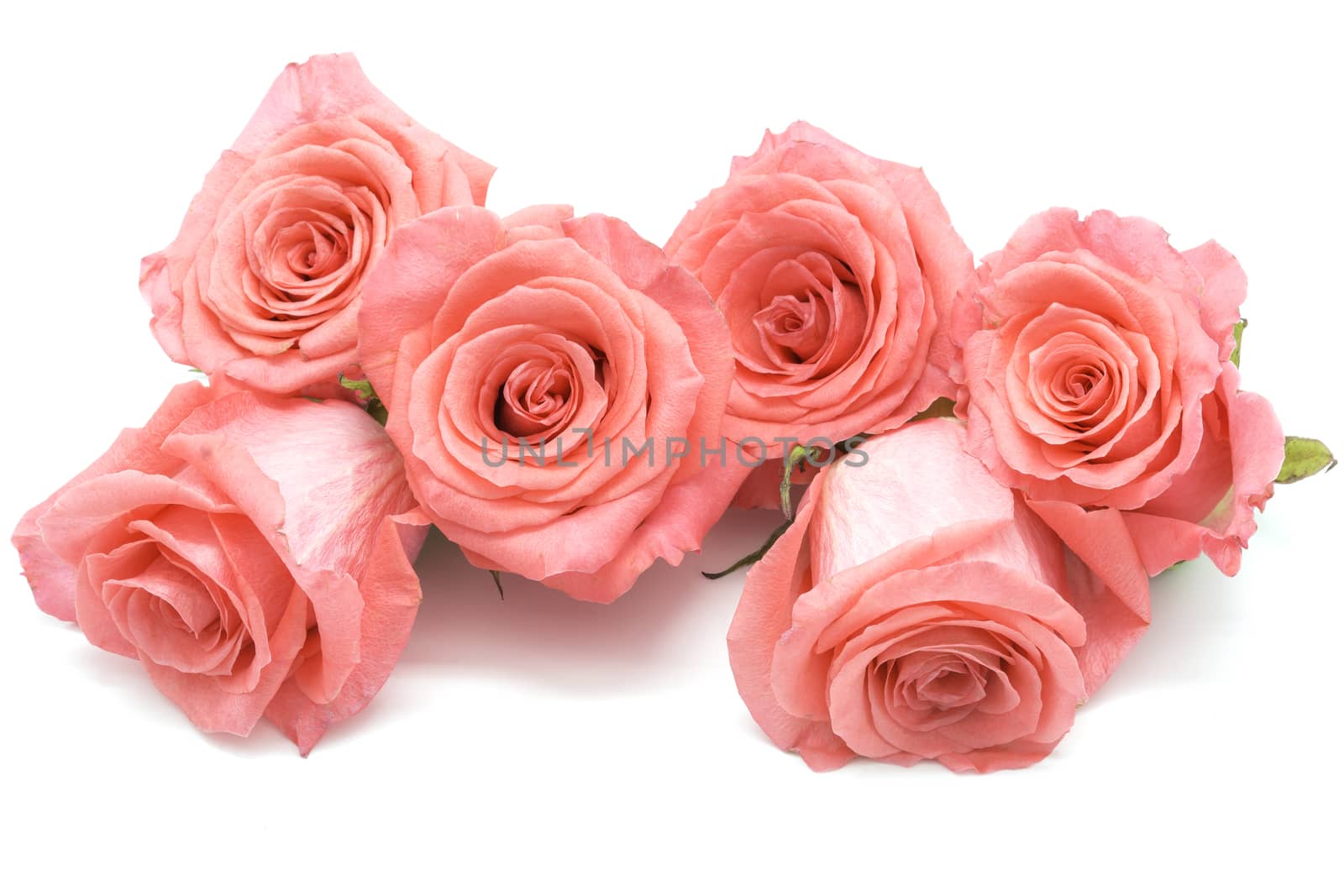 Beautiful pink rose isolated on white background