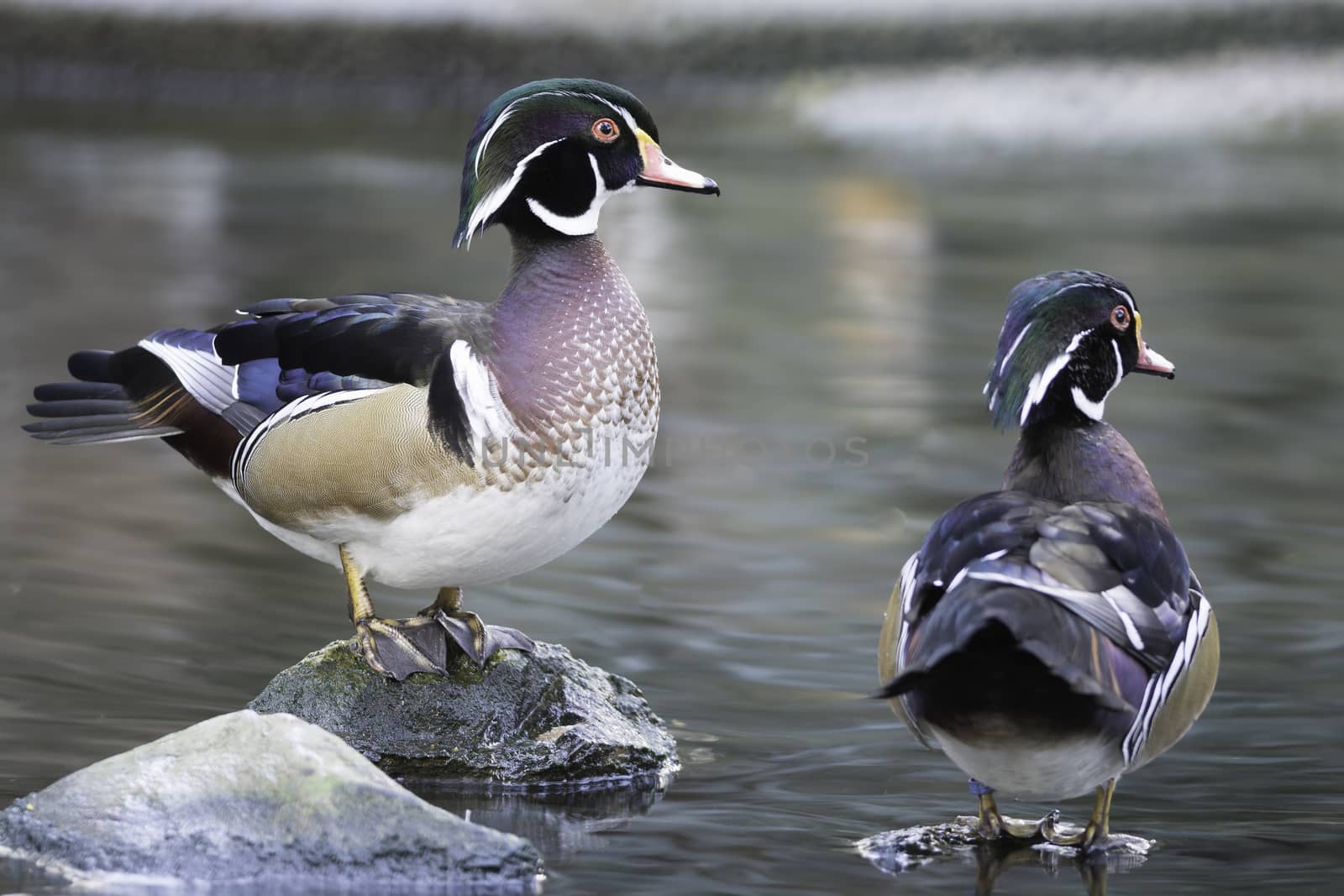 Beautiful duck, male Wood Duck (Aix sponsa), in portrait profile