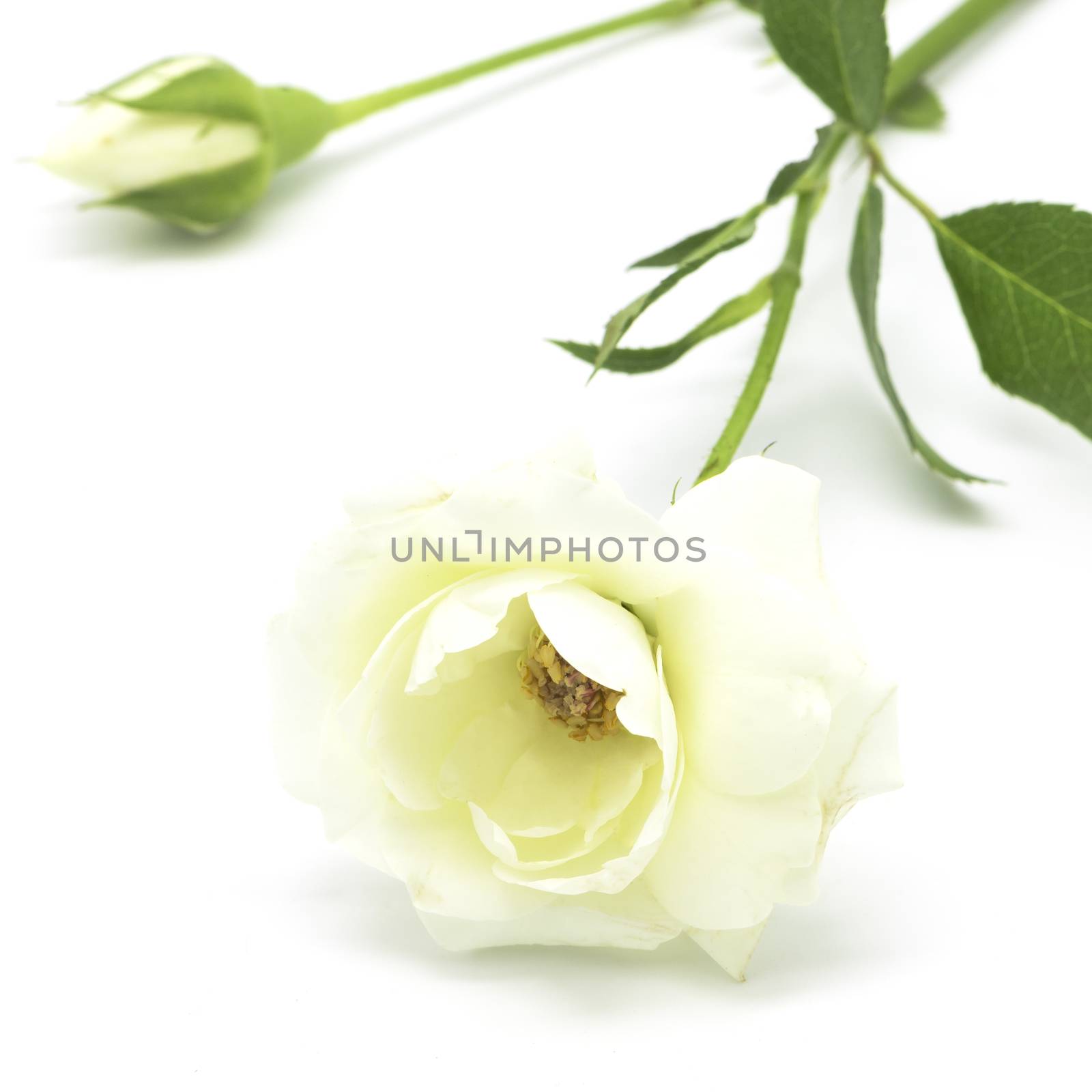 Beautiful pale yellow rose on white background