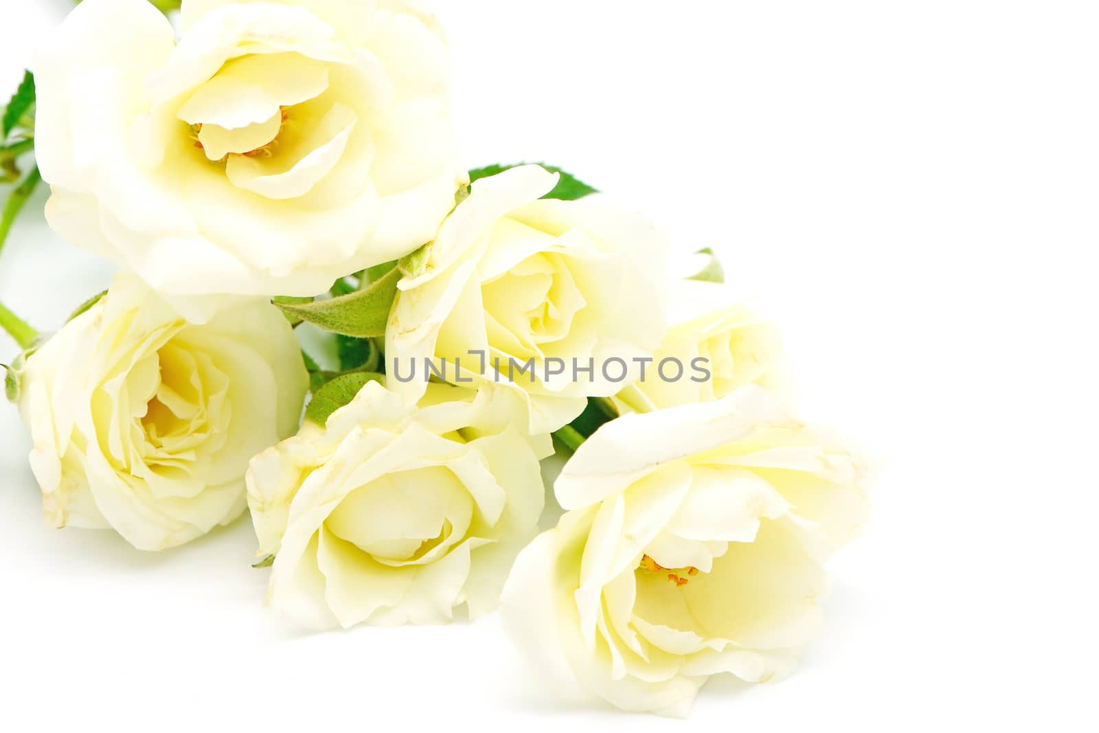 Beautiful pale yellow rose on white background