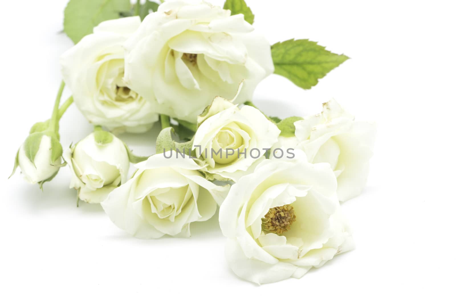 Beautiful pale yellow rose on white background