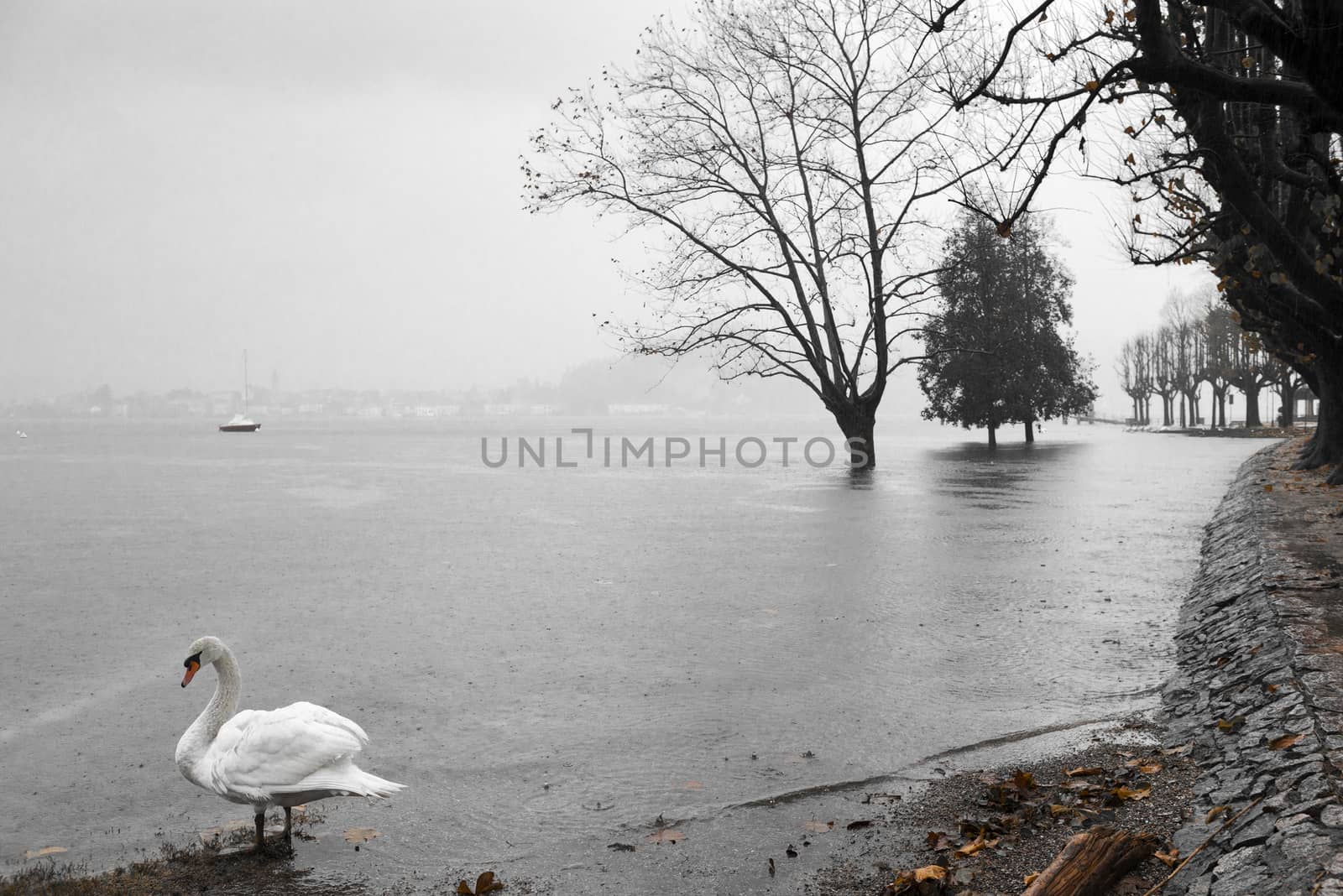 Lake Maggiore overflow in Angera, autumn season Varese - Lombardy
