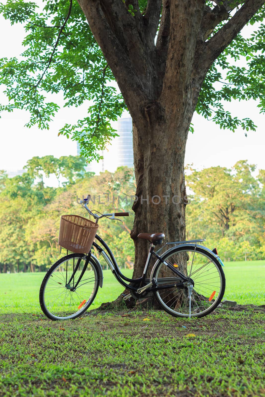 bicycle on green grass under tree by blackzheep