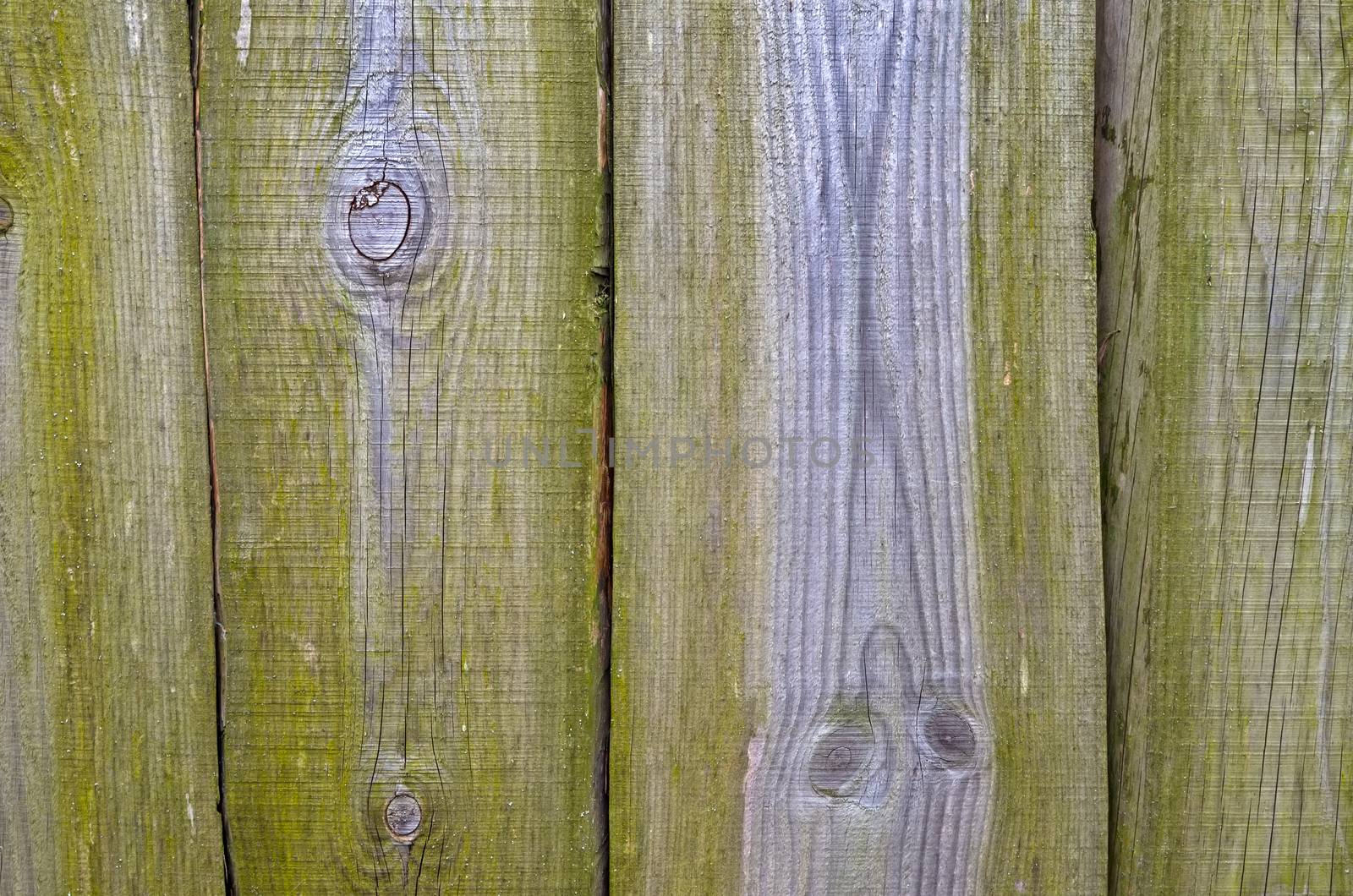 Photo of rural wooden fence covered with green mold.