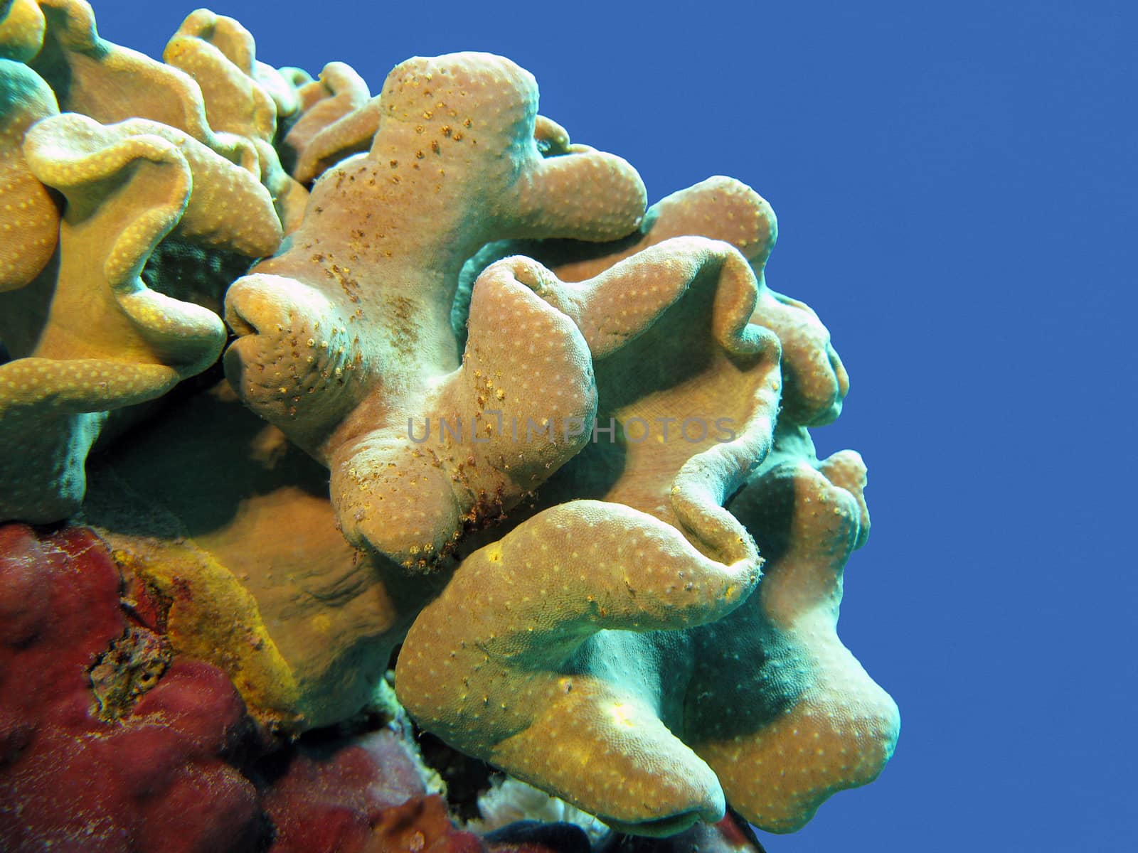 soft coral isolated on blue water background at the bottom of tropical sea