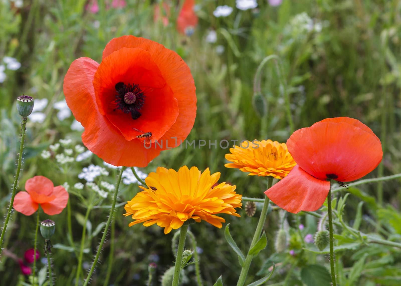 Wild flowers with poppies