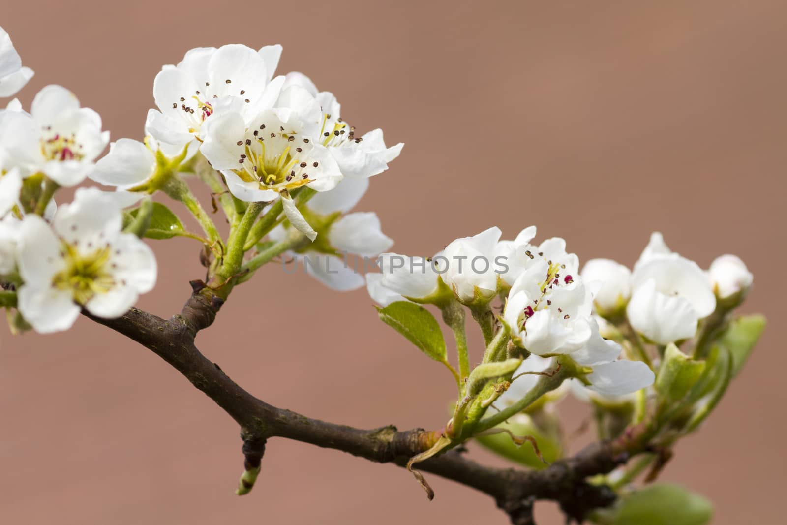 Pear Blossom closeup on a brown background