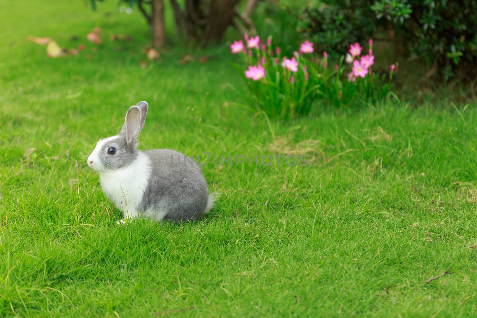 little rabbit and green grass by blackzheep
