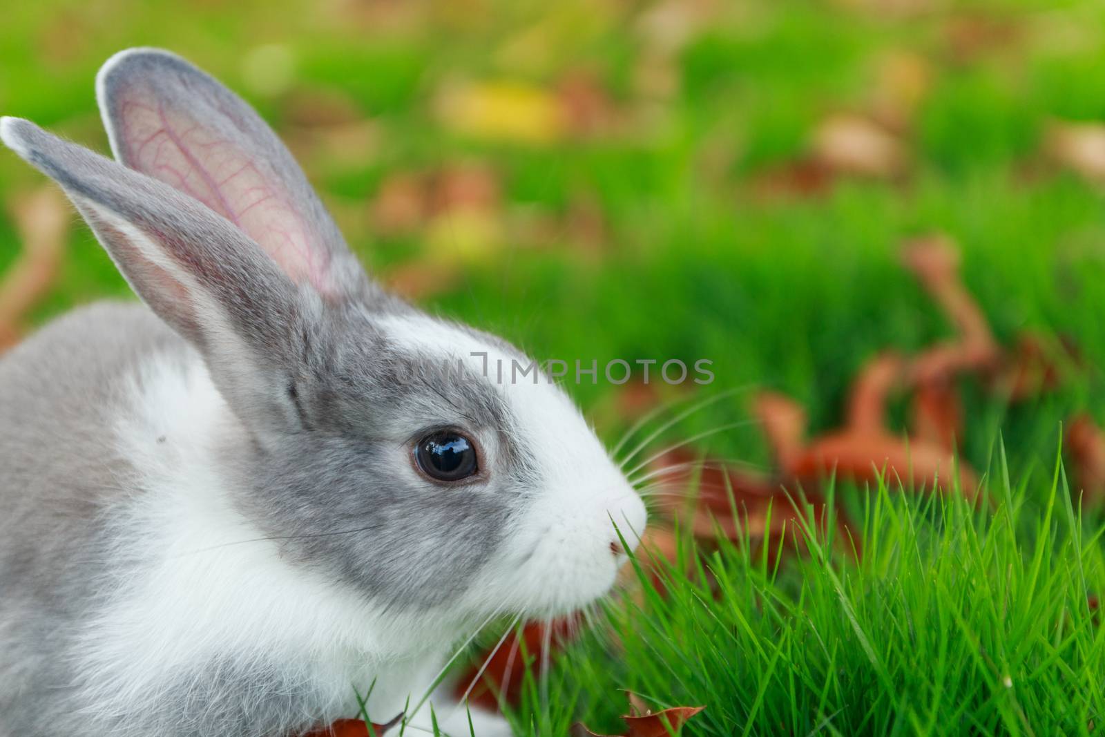 rabbit run on grass