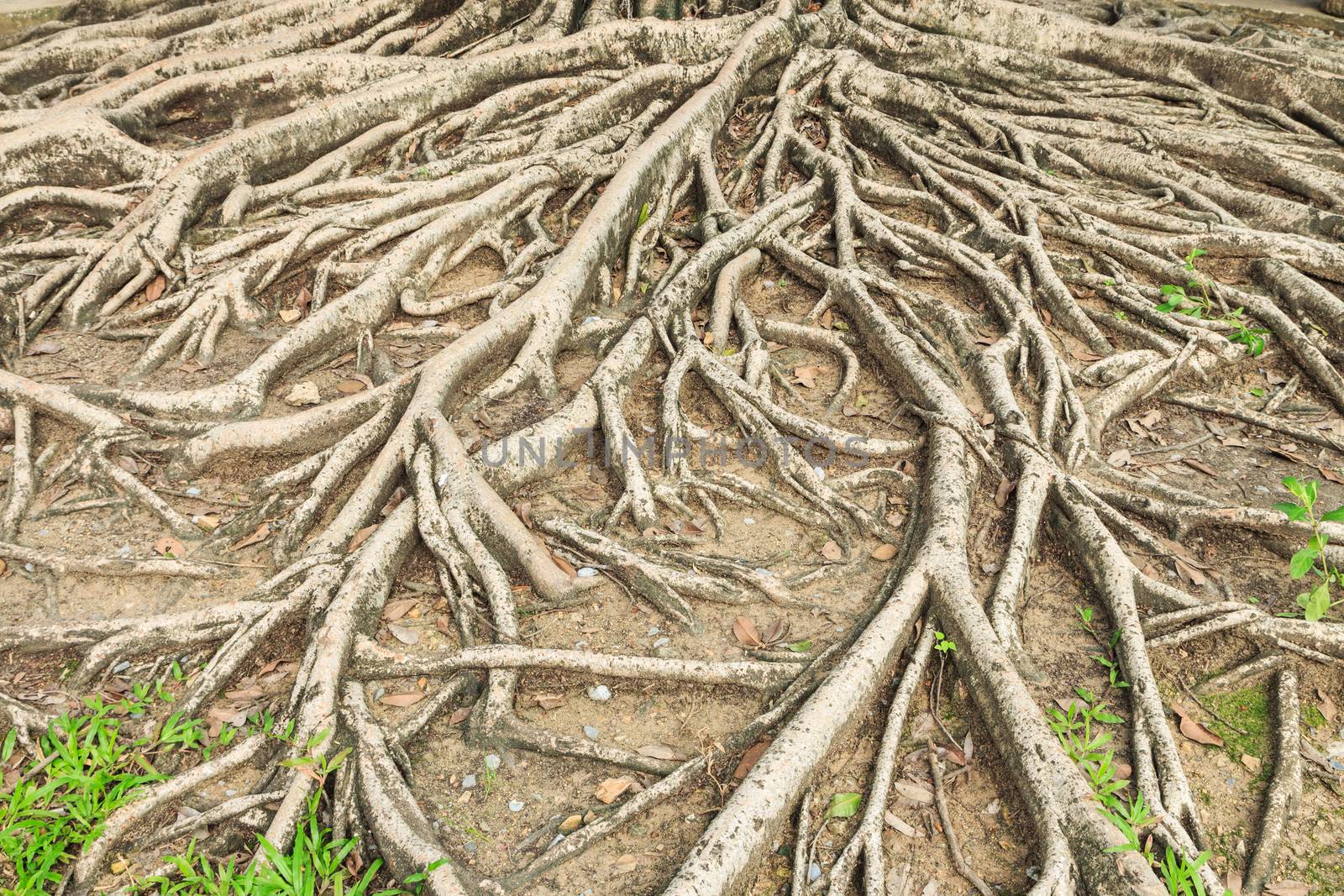 roots tree