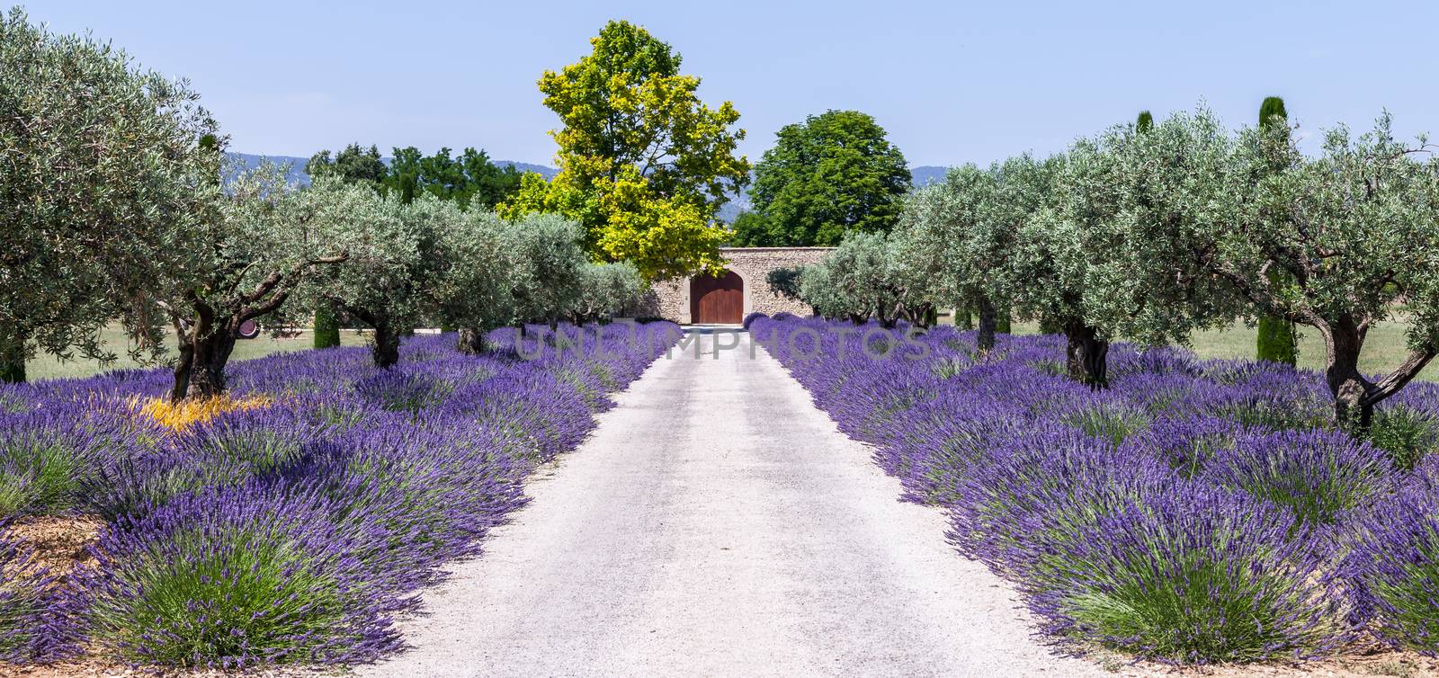 Provence, France. Lavander field during summer season.